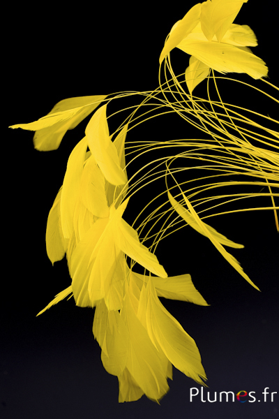 Coquetip - 20-25 cm - jaune